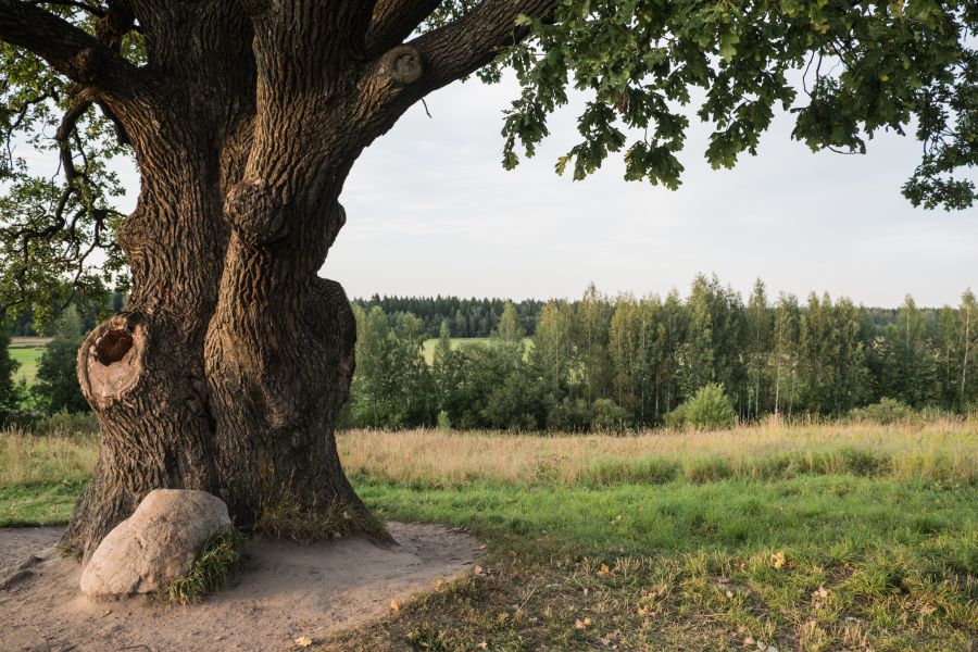 Картина на холсте Старый дуб, арт hd2143401