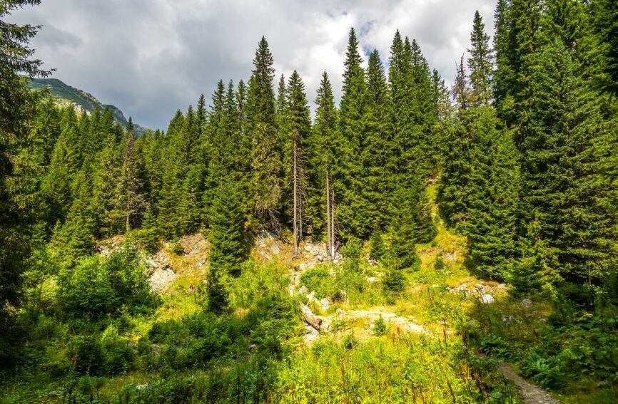 Картина на холсте Хвойный лес, арт hd2123801