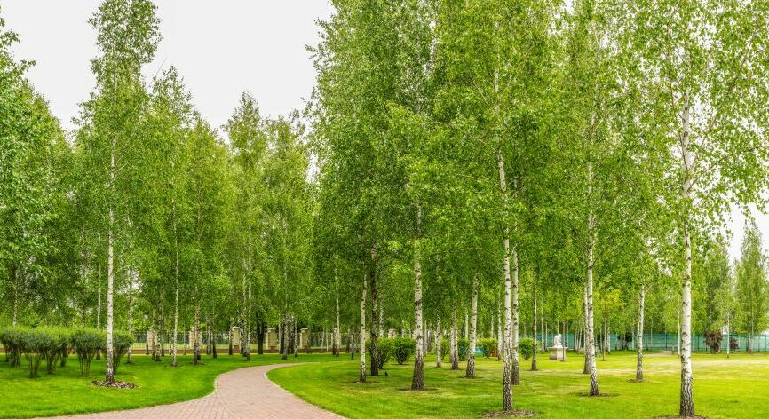 Картина на холсте Березовая роща, арт hd2125101