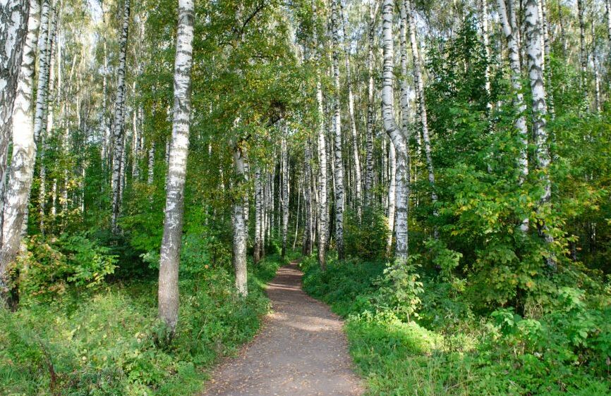 Картина на холсте Тропинка в роще, арт hd2143901