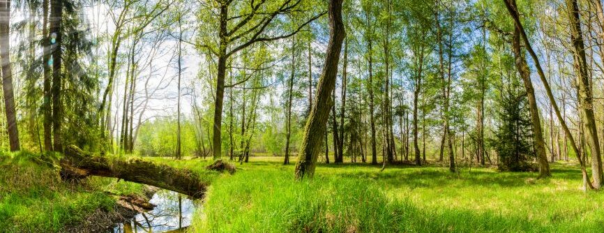 Картина на холсте Весенний лес, арт hd2157301